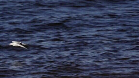 鸟鸣鸥(Laruscanus)在水上飞翔
