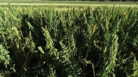 在田间生长的藜麦植物