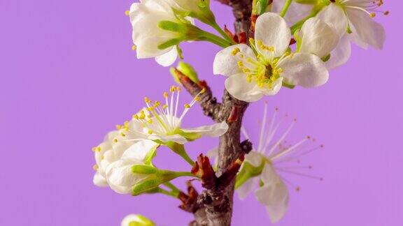 4k时间推移的一棵梅花树的花开花并生长在粉红色的背景上盛开的小白樱相机上下移动线性相机移动时间以9:16的比例流逝