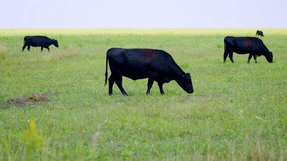 牛在茂盛的草地上吃着开花的草畜牧业