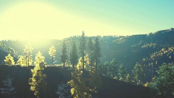 美丽的树林在高山和山火的烟雾在日落