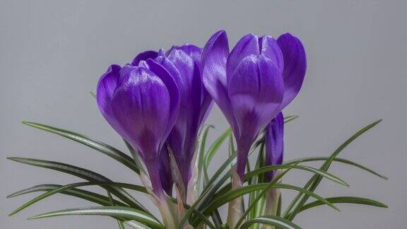 蓝紫4k盛开的花
