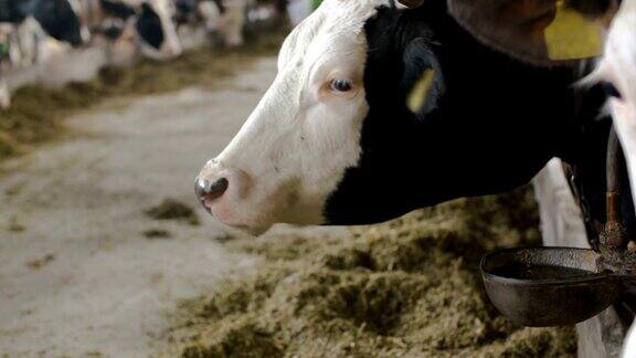 牛棚农业中吃干草的牛农场谷仓里的奶牛