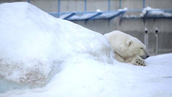 北极熊冬天在动物园里睡觉