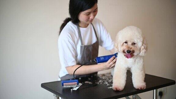 亚洲中国女宠物美容师用围裙为一只棕色玩具狮子狗梳妆