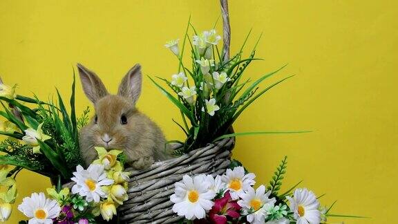 小兔子在花上
