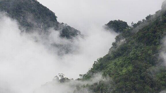 在绿色的山上有雾的雨林