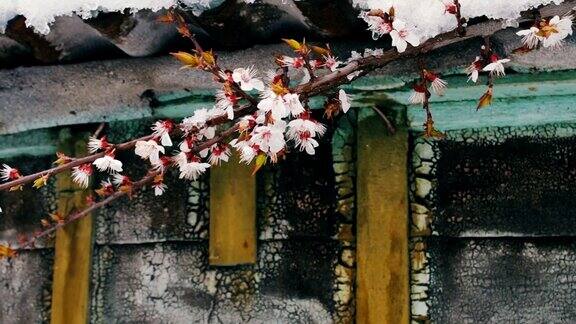 一幢老房子的屋顶上覆盖着一层巨大的雪帽风吹动了春天开花的苹果树树枝