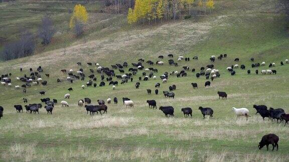 一群羊在美丽的高山草地上