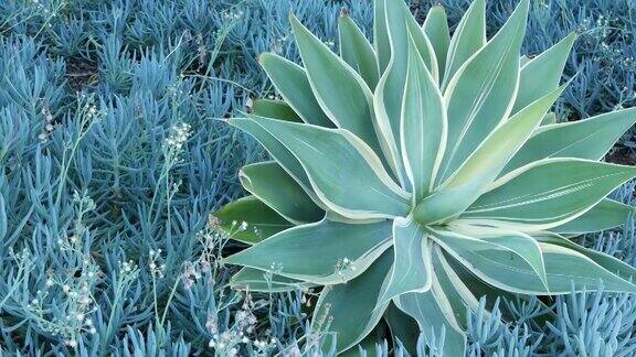 蓝色龙舌兰叶美国加州多汁的园艺植物室内花园设计丝兰世纪植物或芦荟墨西哥天然植物观赏室内植物干旱沙漠花卉栽培平静的气氛
