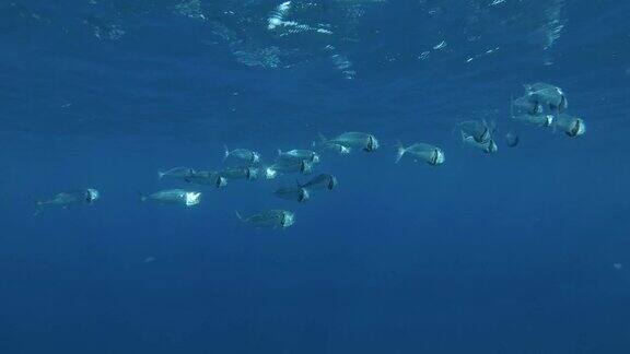 成群的鲭鱼在蓝色的水中游着张开嘴吃大型浮游生物印度鲭鱼(Rastrelligerkanagurta)埃及红海