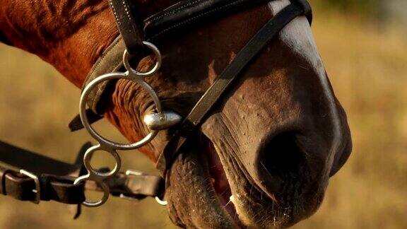 马的嘴和鼻孔特写