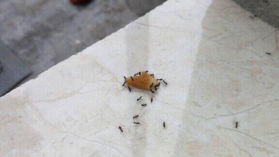 一群拿着面包的黑蚂蚁