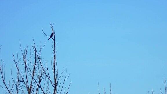喜鹊坐在一棵干树的树枝上