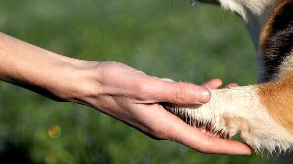 威尔士柯基犬彭布罗克的一只狗坐在绿色的草地上把爪子伸向它的主人
