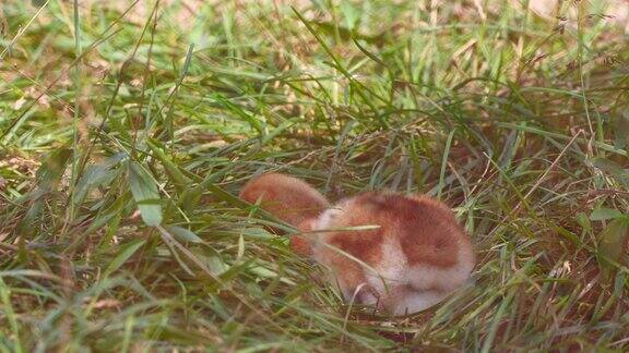 白枕鹤的雏鸟(安提戈涅vipio)-兴安自然保护区