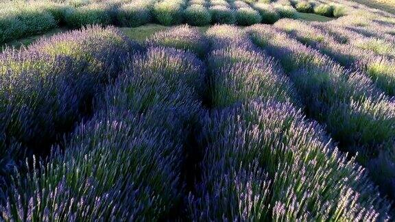 飞过夏天的紫罗兰和薰衣草田