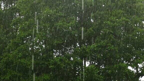 大雨绿树上的夏雨草地背景特写镜头森林里的雨天多雨的天气热带暴雨自然背景极端天气状况冰雹和雨阳光