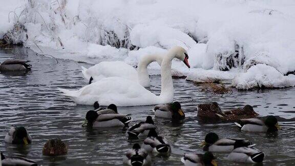 冬天不结冰的湖面上有美丽的白天鹅和鸭子