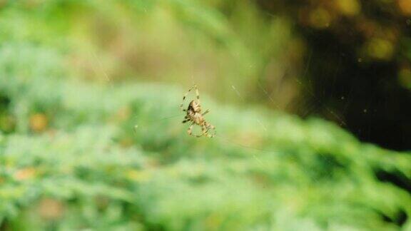 蜘蛛在绿色的灌木丛中织网