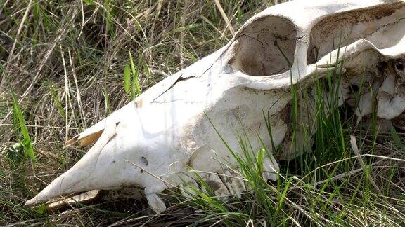 草地上一种大型动物的头骨
