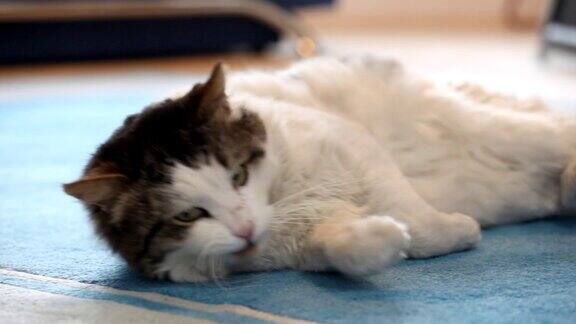 毛茸茸的可爱的小猫躺在地毯上