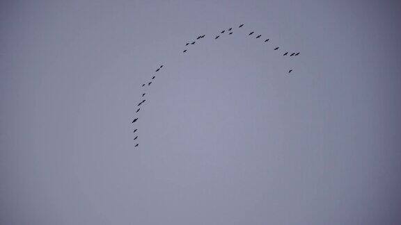 一群或一群候鸟在蓝天下沿着海岸飞过