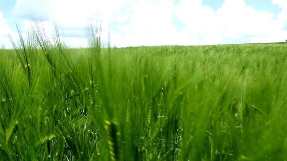 田野里的绿麦浪随风飘动自然背景慢动作