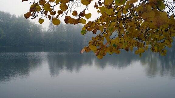 秋天的小池塘里有雾