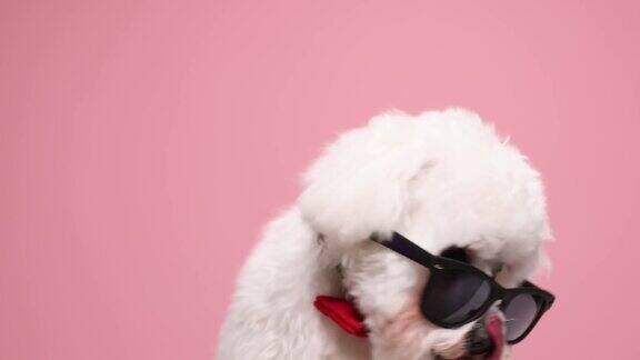 这只可爱的小狗戴着红色的领结和太阳镜伸出舌头舔着鼻子抬头坐在演播室的粉色背景上