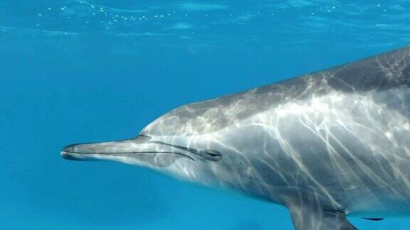 在阳光的照射下海豚在蓝色的水中游得非常近飞旋海豚(Stenellalongirostris)水下拍摄特写镜头向前移动红海