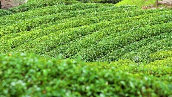 泰国北部一座山上的新鲜绿茶种植园