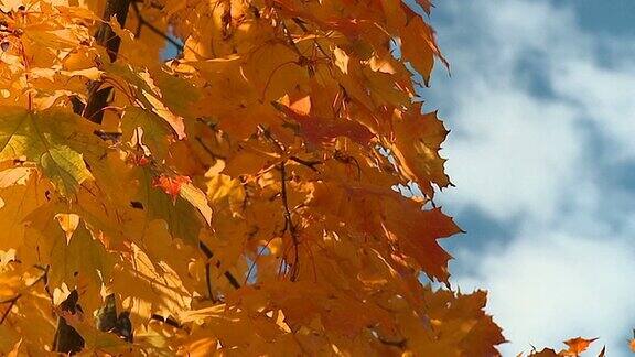 高清慢动作:秋天的色彩