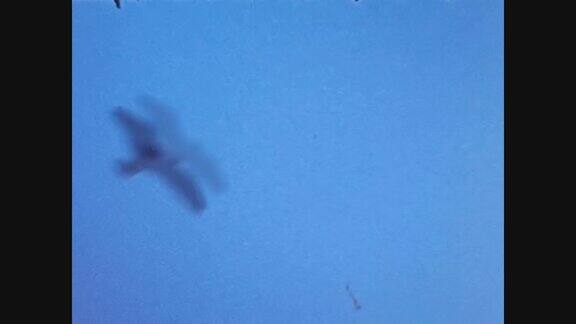 瑞士1969年海鸥在天空飞翔