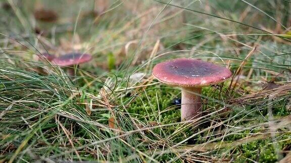 林地上的小蘑菇视频
