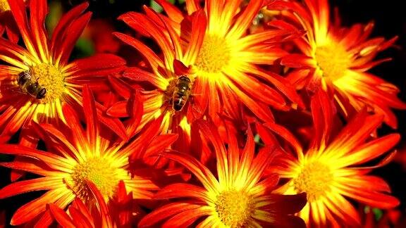 花菊花和蜜蜂