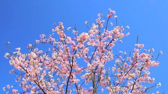 樱花映衬着湛蓝的天空