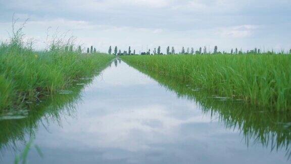 稻田里的水里长着绿色的稻子
