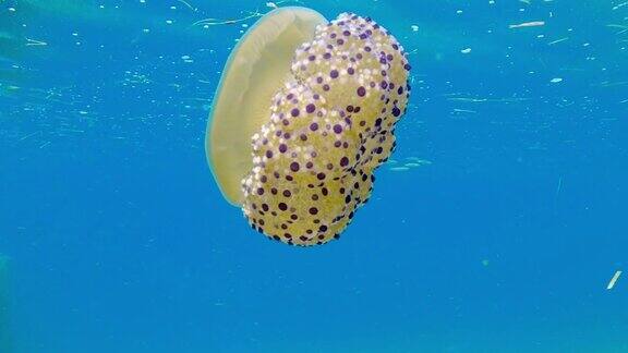 在亚得里亚海游泳的黄色水母