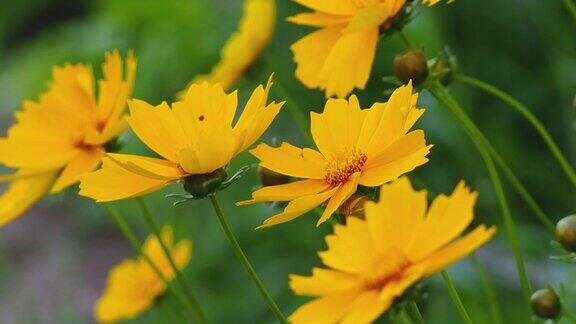 黄色的雏菊花在微风中轻轻摇曳