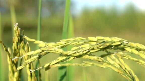 微距特写:详细的成熟水稻种子覆盖在干燥的外壳上的作物