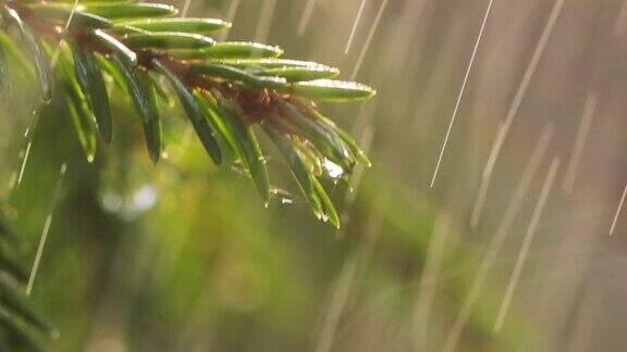 晴天下雨特写雨的背景常绿云杉枝