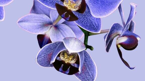 美丽的蓝色兰花盛开了