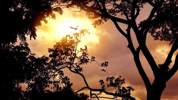 有鸟儿飞过的夕阳丛林