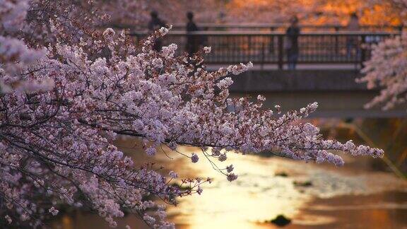 被落日照亮的樱花和水道