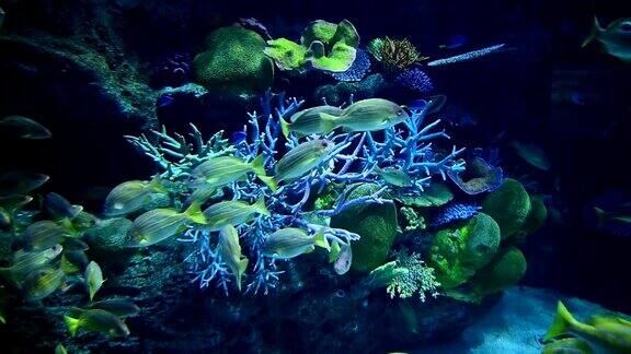 美丽的海底世界