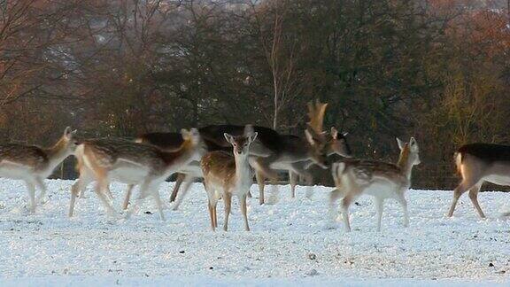 鹿群在雪地里奔跑