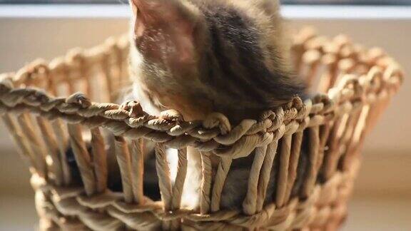 小猫啃着篮子