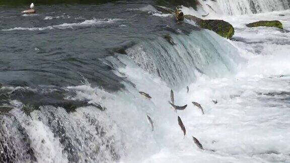红鲑鱼跳上布鲁克斯瀑布的慢动作