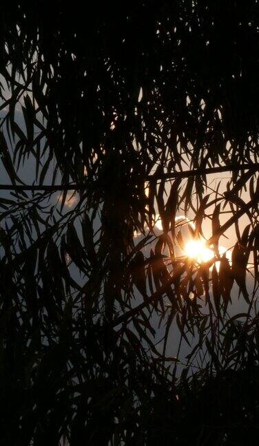 日落时透过一棵大树树叶的阳光的条纹的稳定镜头